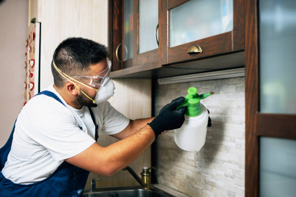Best Wasp Removal Services  in Merkel, TX